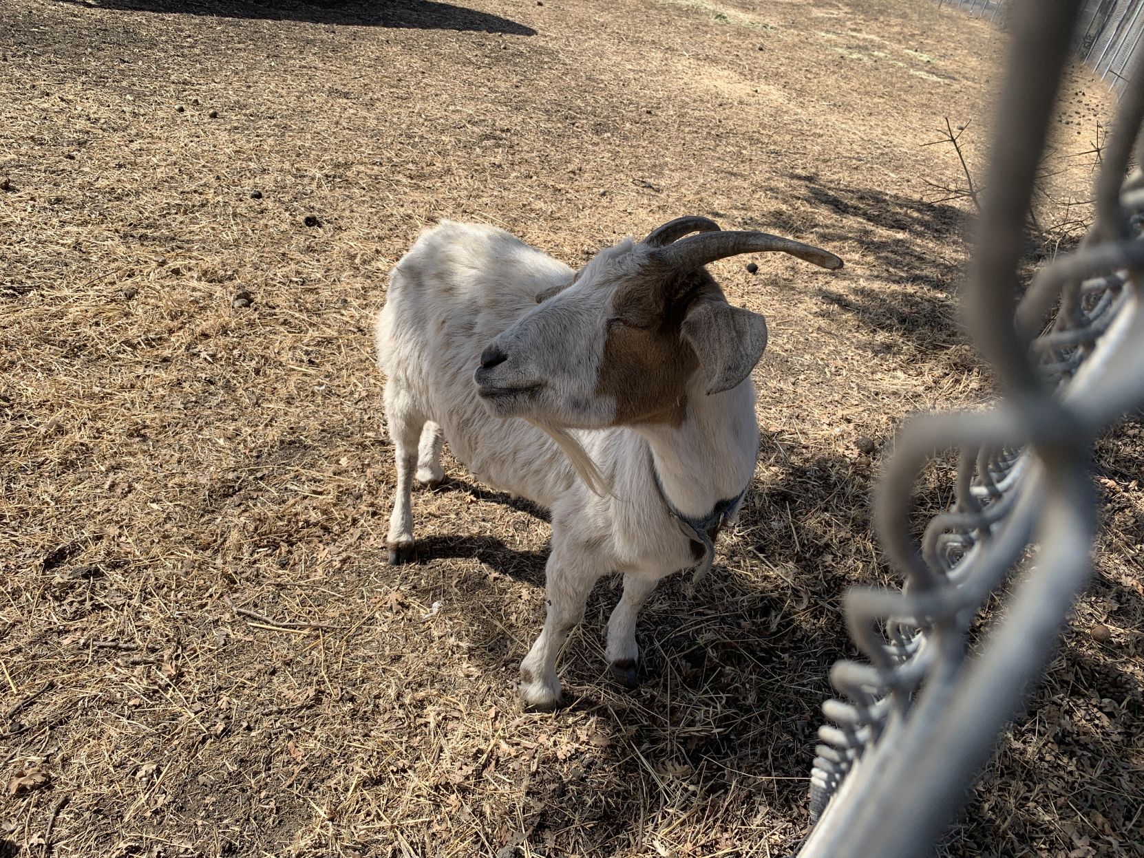 Napa goats find new home in AmCan